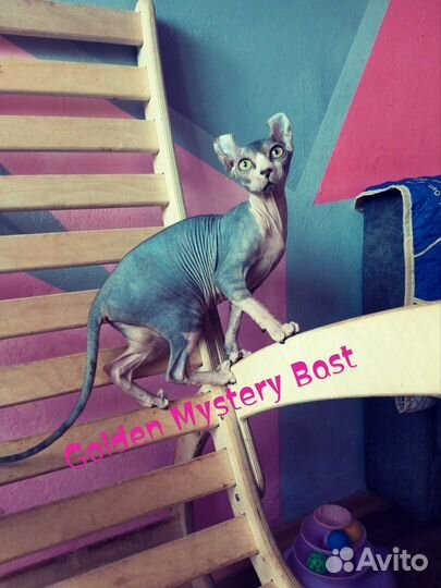 Сфинкс Эльф