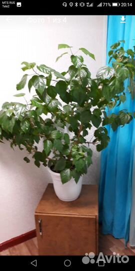 Чайная роза