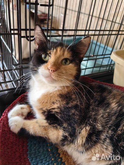 Сколько мне ещё жить в клетке