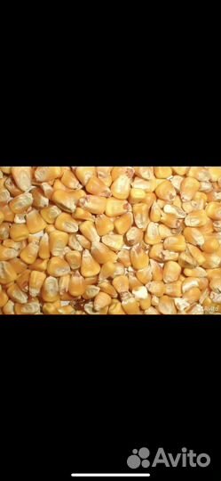 Кукуруза зерно