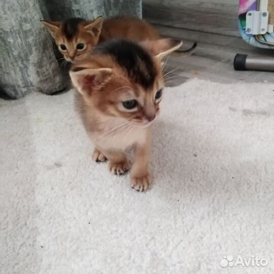 Абиссинская