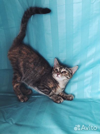 Котенок в добрые руки