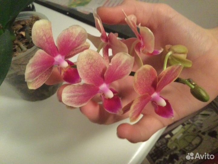 Орхидея фаленопсис Колибри