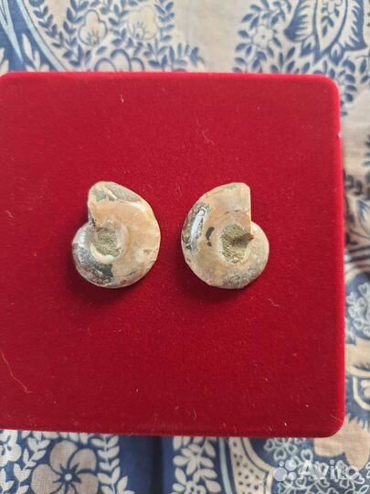 Окаменелости аммониты