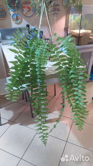 Папоротник нефролепис Гигантский Мачо
