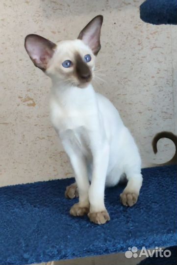 Сиам чудо мальчик