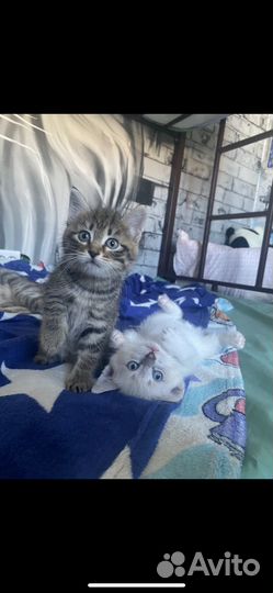 Красивые котята