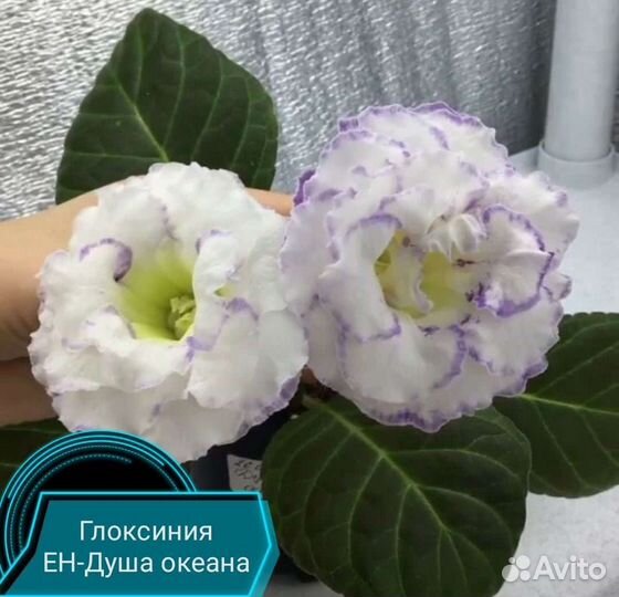 Клубни глоксиний