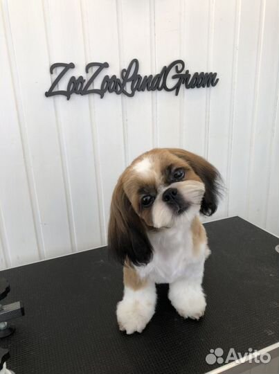 Стрижки для собачек и кошечек