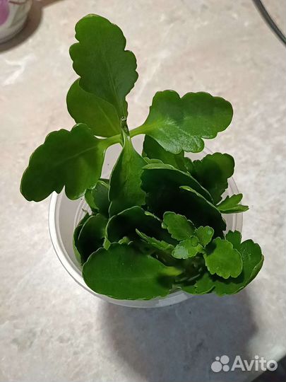 Каланхоэ (отростки)