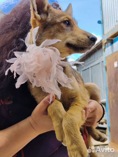 Щеночки в добрые руки