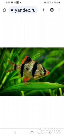 Эладея аквариумная