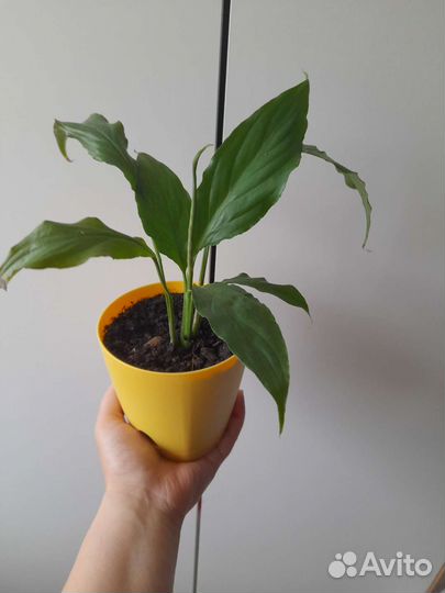 Спатифиллум пышные кустики плюс большие