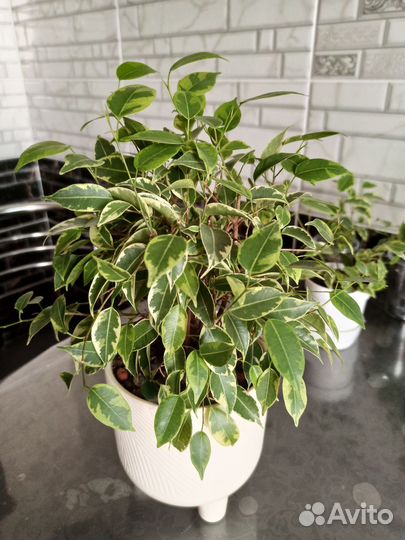 Фикус бенджамина наташа