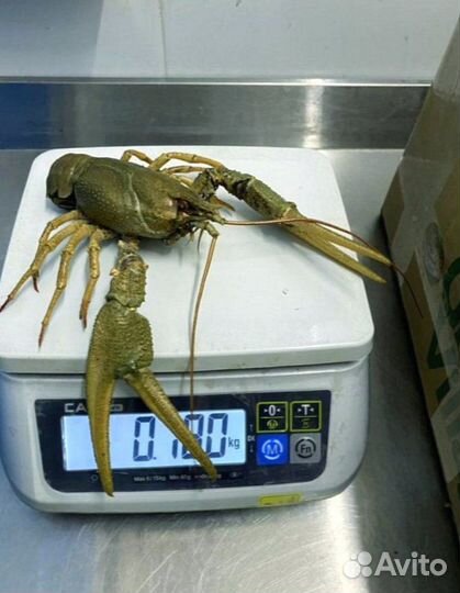Раки с доставкой на дом