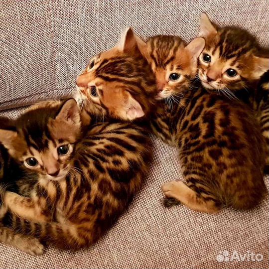 Бенгальские котята