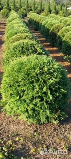 Туя Колумна Глобоза Вареана Смарагд Даника