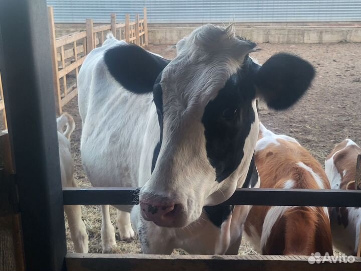 Телка 8 мес., нетель от высокоудойной коровы