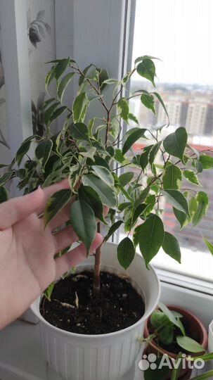 Фикус бенджамина