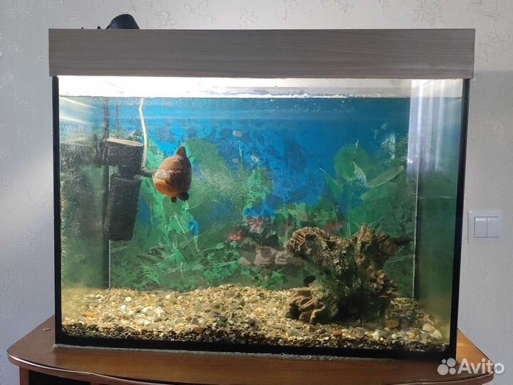 Аквариум