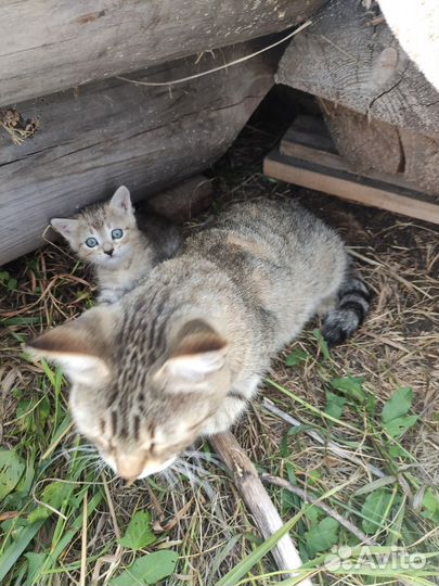 Котик в добрые руки