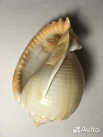 Ракушка Фалиум Глаукум