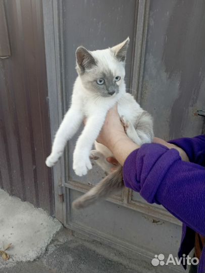 Тайская помесь