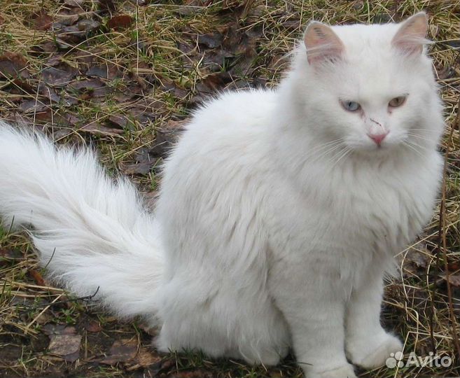 Котята турецкой ангоры