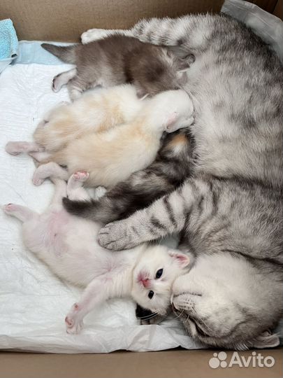 Плюшевые котята шотландская шиншилла