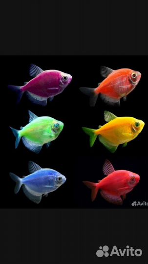 Рыбки аквариумные