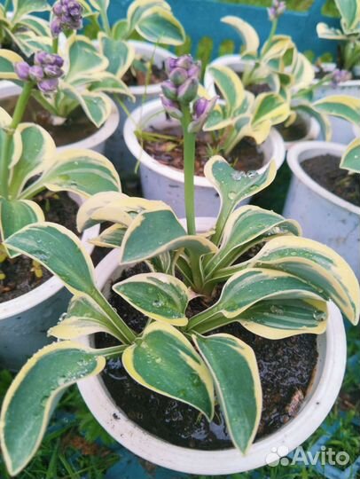 Мини хоста серия 