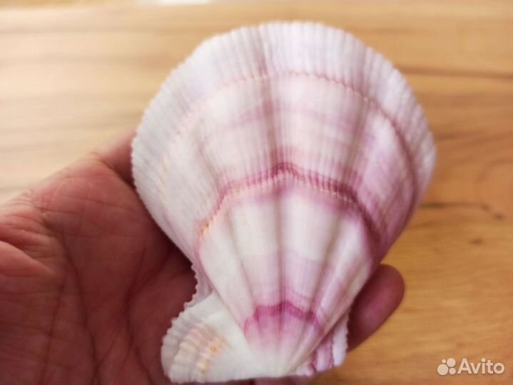 Морская раковина