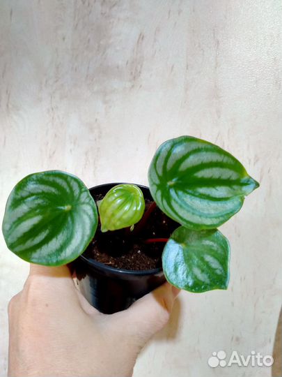 Эпипремнум,белопероне,филодендрон