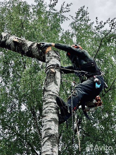 Спил деревьев г. Протвино