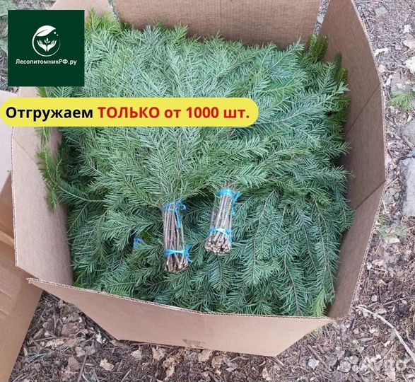 Оптом веники из пихты