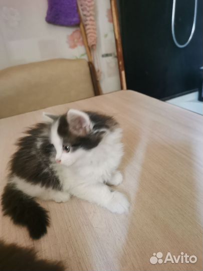 Котята пушистые