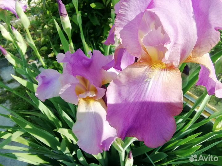 Ирисы бородатые, корень