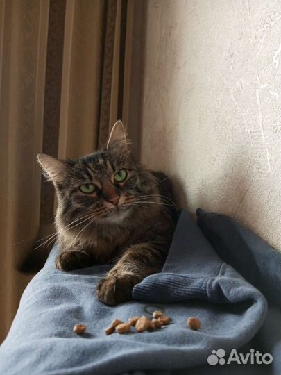 Спасите породистую кошечку