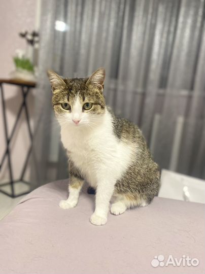 Стерилизованная кошка