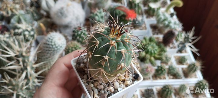 Кактус Gymnocalycium Spegazzinii cv. Feduka