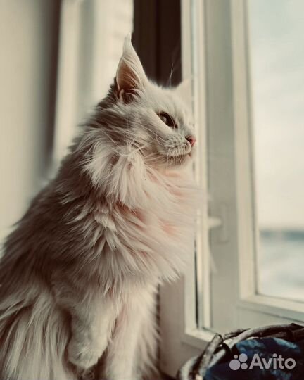 Мейн-кун девочка