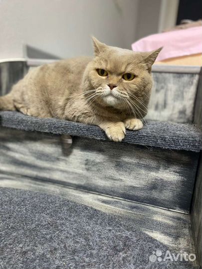 Палевая кошка британка в дар