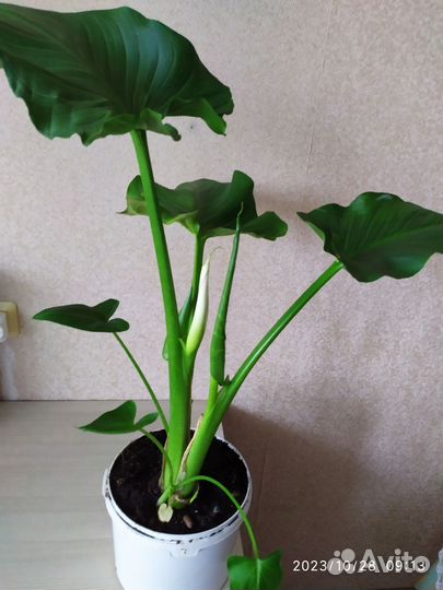 Калла эфиопская