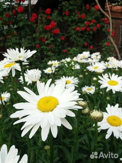 Ромашка крупная высокая саженцы