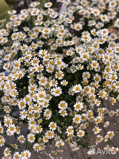 Букеты из ромашек.доставка цветов