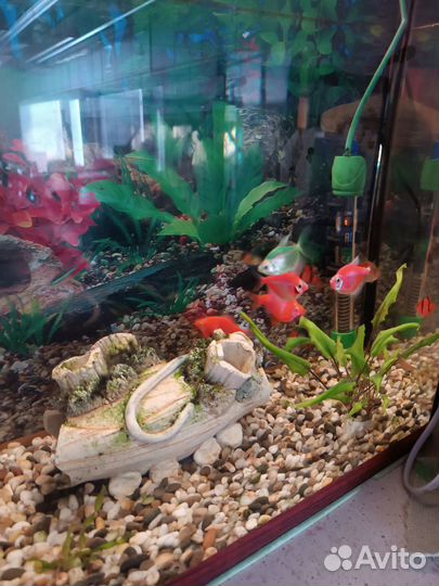 Аквариум с рыбками
