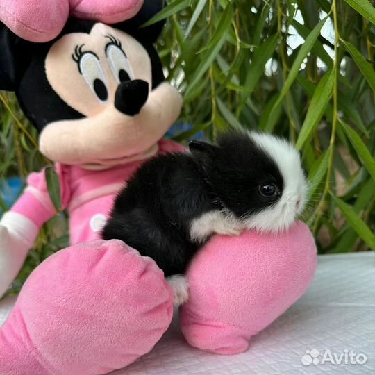 Цветной карлик. Мини крольчонок