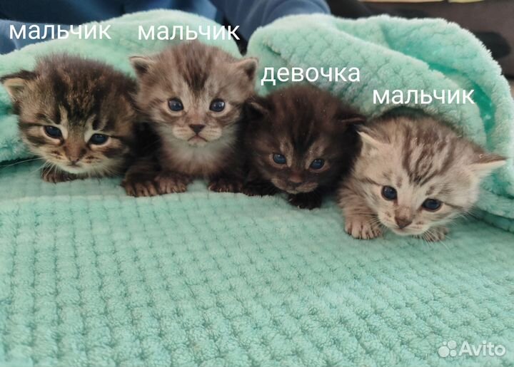 Котята в добрые руки бесплатно