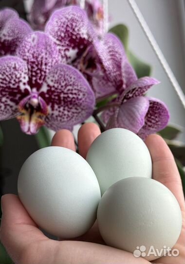 Инкубацинное яйцо цветное цесариное