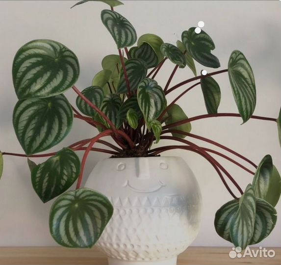 Пеперомия арбузная